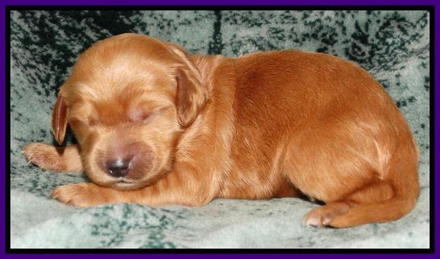 Rina REagan pups 1 wk old 161