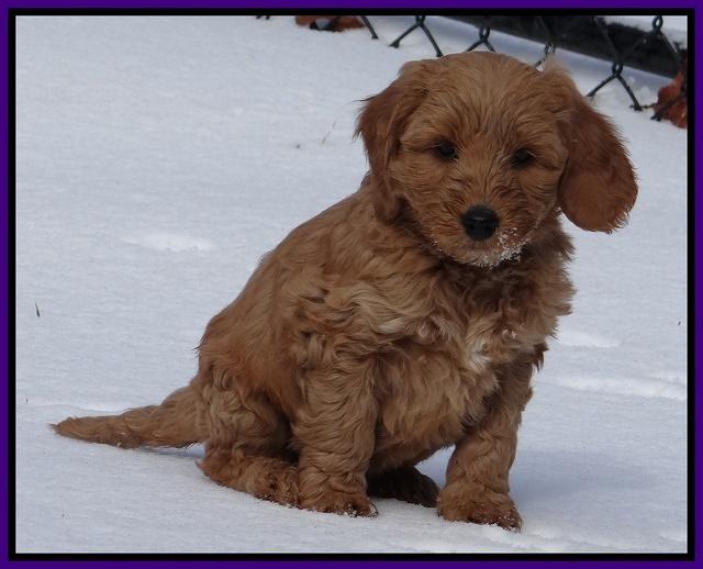 Rina Reagan pups 7 wks old 261