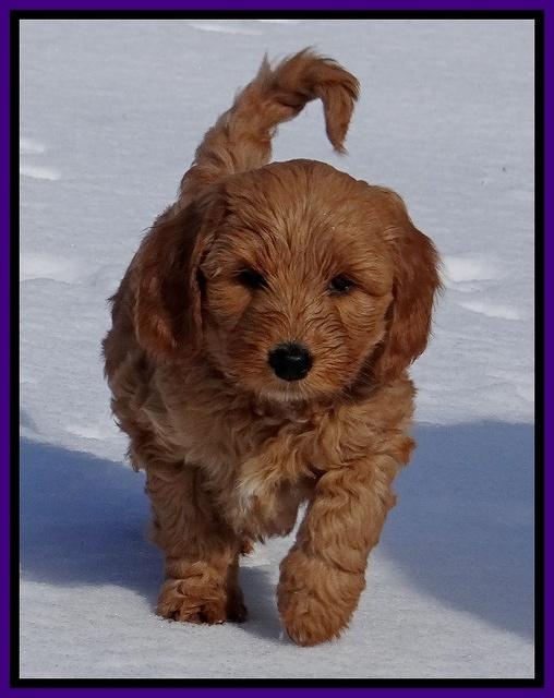 Rina Reagan pups 7 wks old 281