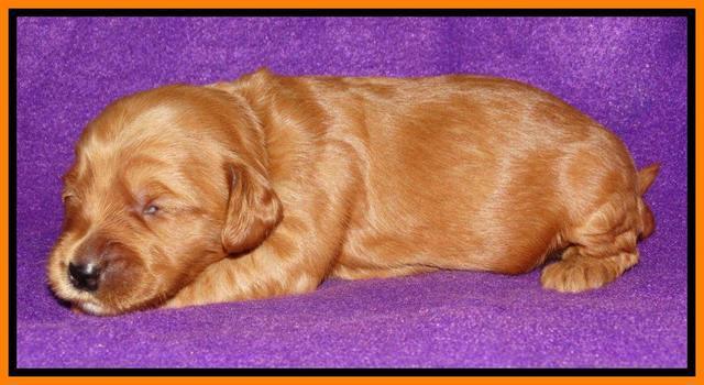 Rina REagan pups 2 wks old 191
