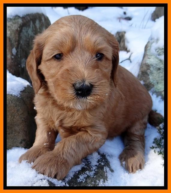 Rina REgan pups 5 wks old 171
