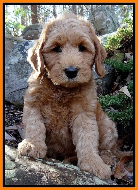Rina Reagan pups 8 wks old 022