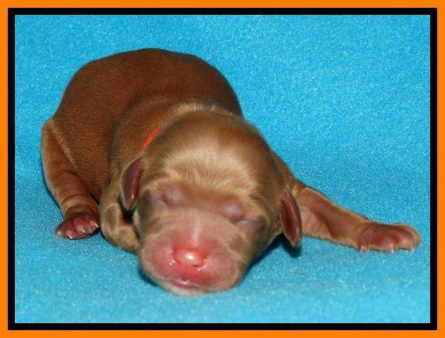 Rina Reagan pups newborn 181