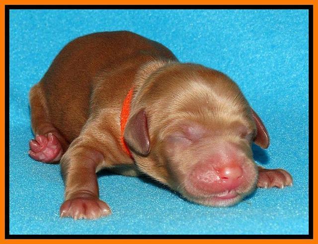 Rina Reagan pups newborn 191