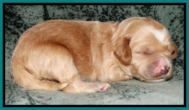 Rina REagan pups 1 wk old 201