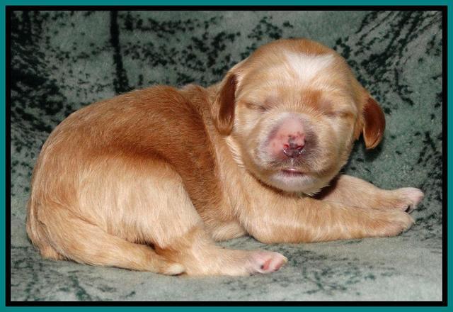 Rina REagan pups 1 wk old 211