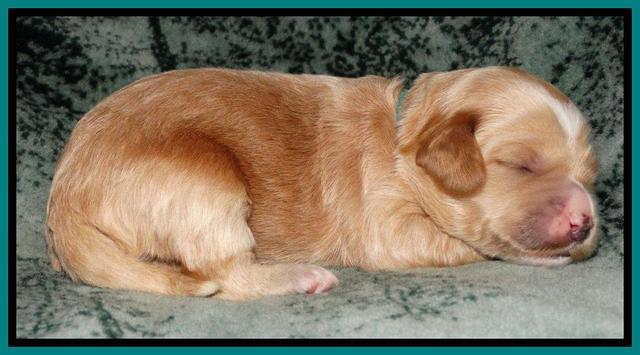 Rina REagan pups 1 wk old 221