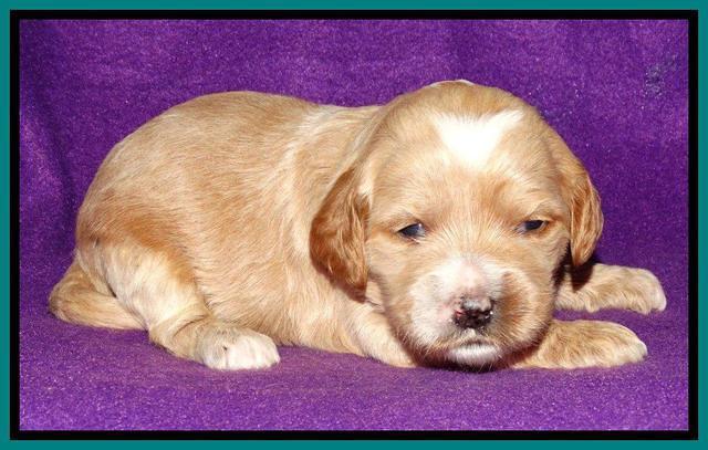 Rina REagan pups 2 wks old 261
