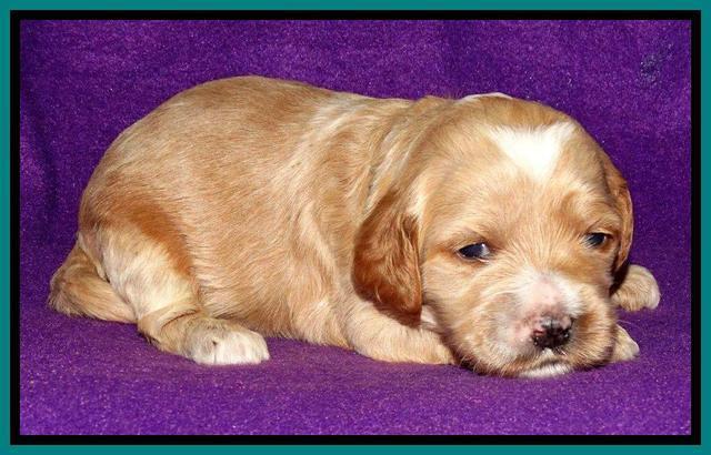 Rina REagan pups 2 wks old 271