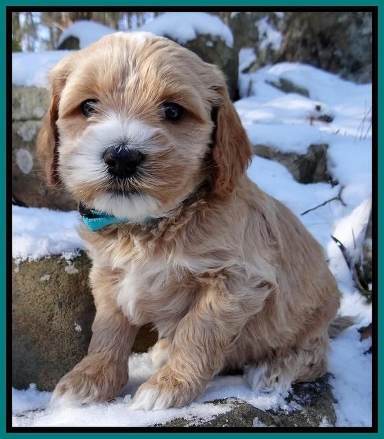 Rina REgan pups 5 wks old 221
