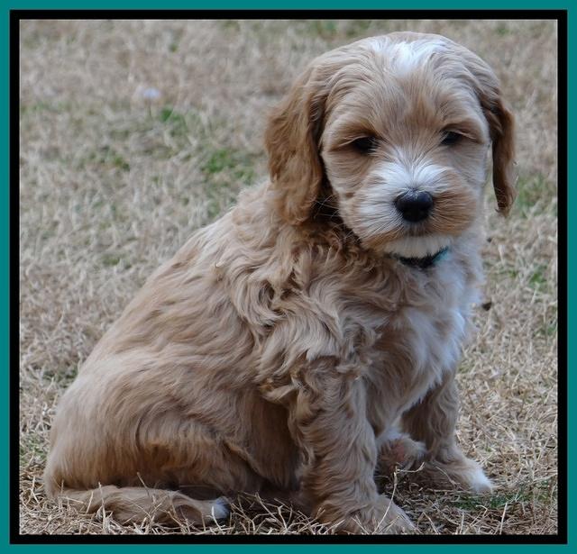 Rina Reagan pups 6 wks old 381