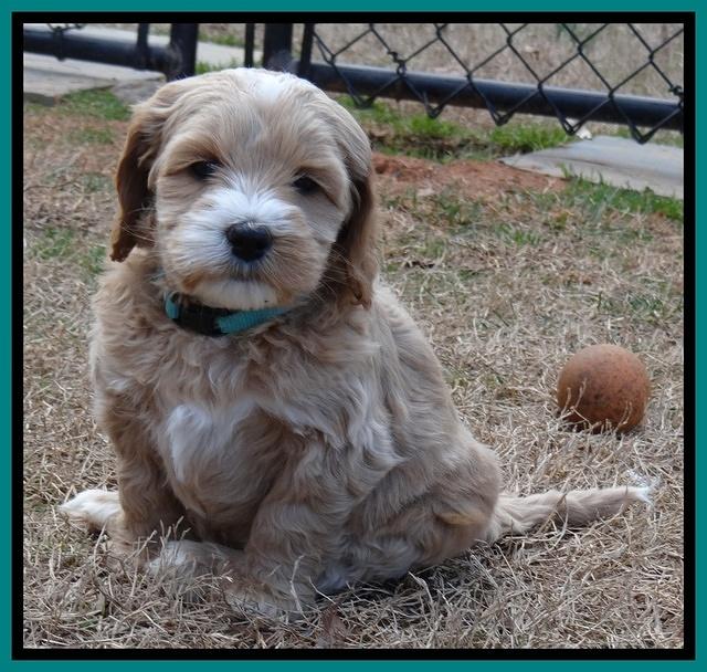 Rina Reagan pups 6 wks old 401