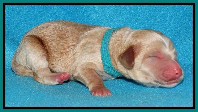 Rina Reagan pups newborn 221