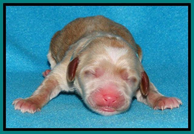 Rina Reagan pups newborn 231