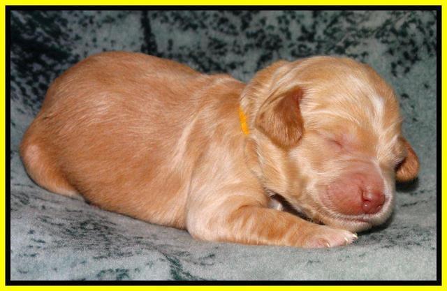 Rina REagan pups 1 wk old 231