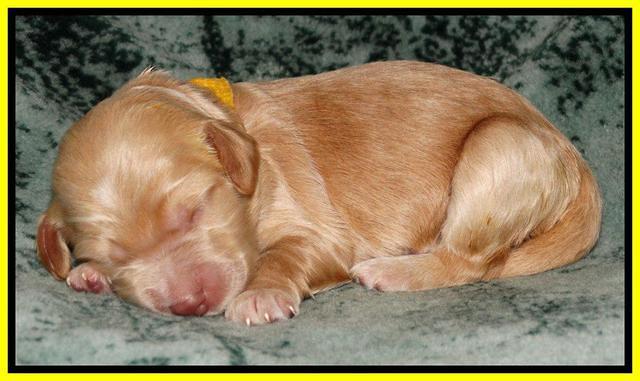 Rina REagan pups 1 wk old 251