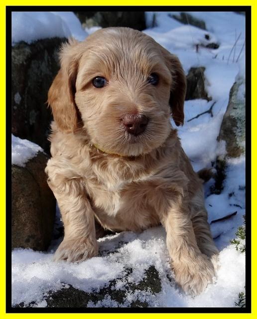 Rina REgan pups 5 wks old 241