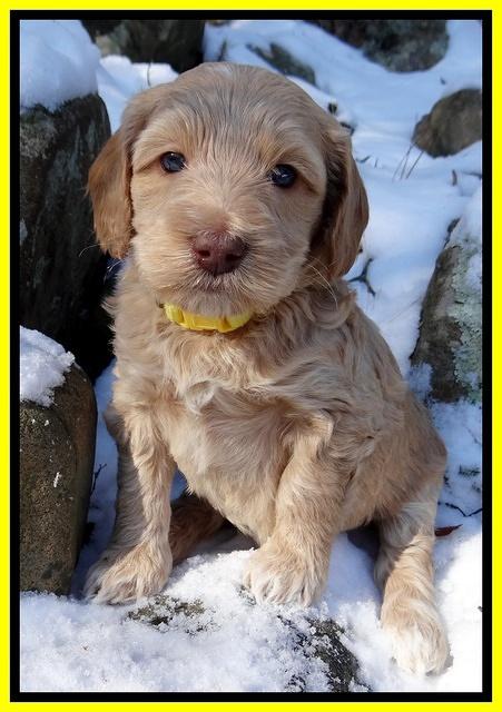 Rina REgan pups 5 wks old 251