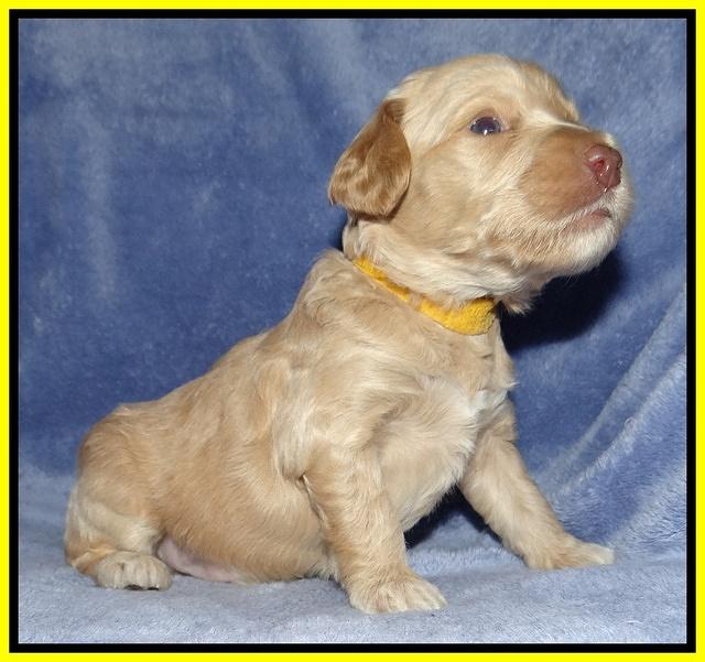 Rina Reagan pups 3 weeks old 080