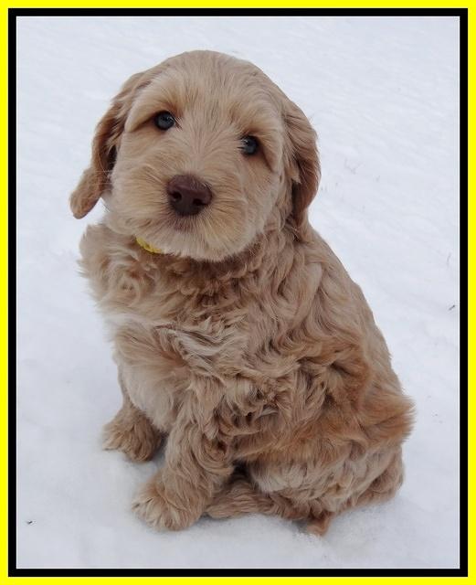 Rina Reagan pups 7 wks old 391