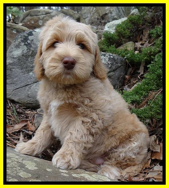 Rina Reagan pups 8 wks old 1 012