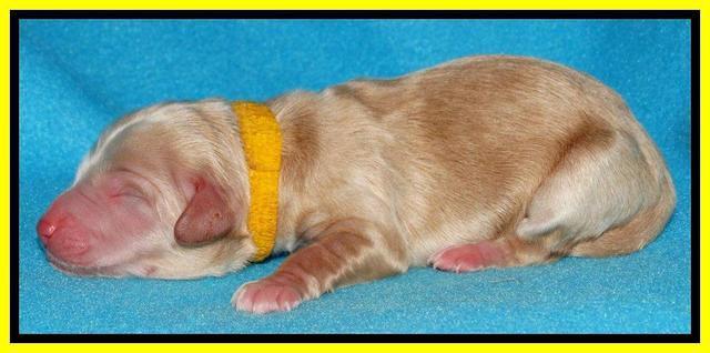 Rina Reagan pups newborn 241