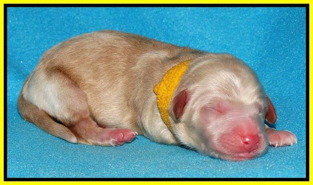 Rina Reagan pups newborn 251