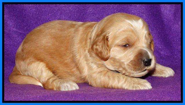 Rina REagan pups 2 wks old 331