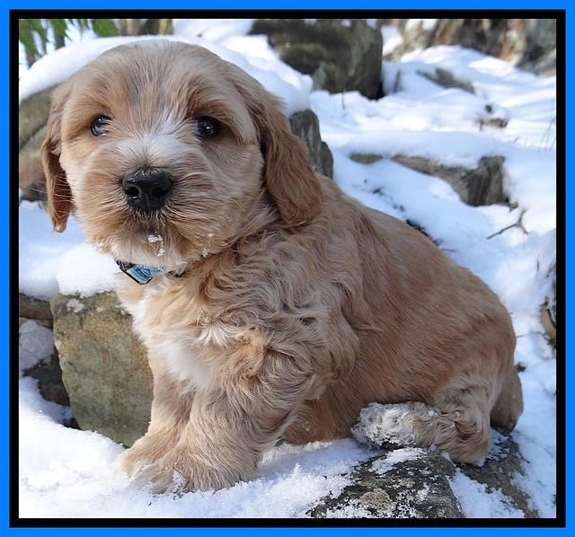 Rina REgan pups 5 wks old 261