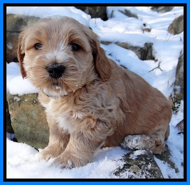 Rina REgan pups 5 wks old 281