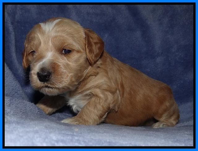 Rina Reagan pups 3 weeks old 088