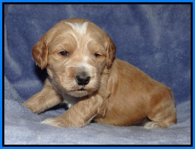 Rina Reagan pups 3 weeks old 089