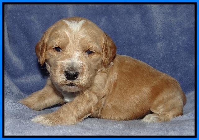 Rina Reagan pups 3 weeks old 090