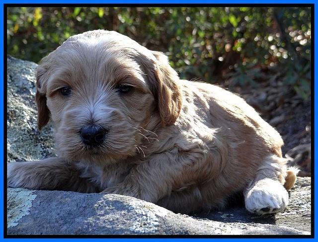 Rina Reagan pups 4 wks old 291