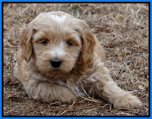 Rina Reagan pups 6 wks old 491