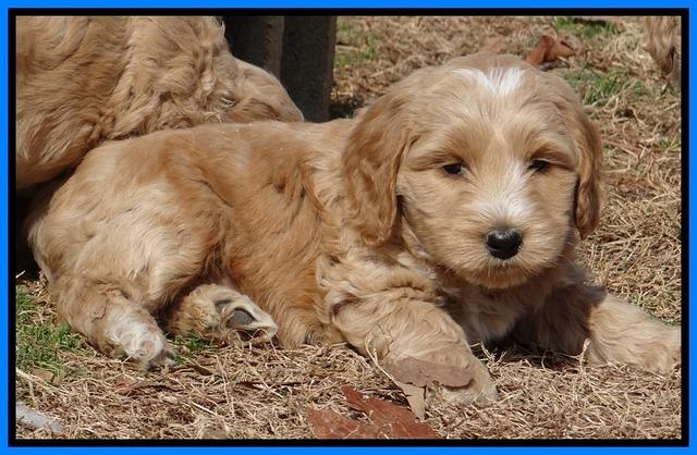 Rina Reagan pups 6 wks old 511