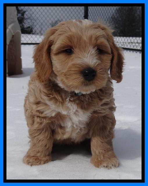 Rina Reagan pups 7 wks old 411