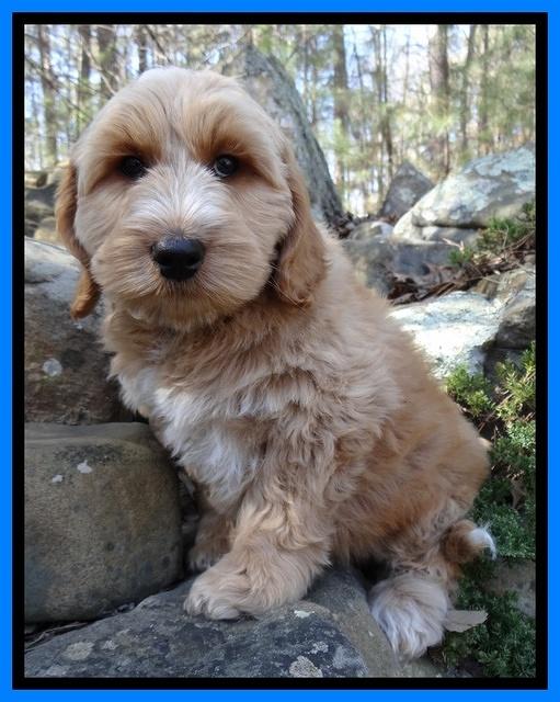 Rina Reagan pups 9 wks old 2 021