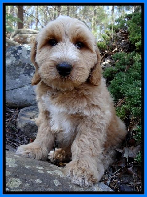 Rina Reagan pups 9 wks old 2 033