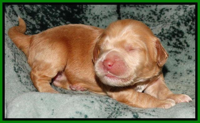 Rina REagan pups 1 wk old 291