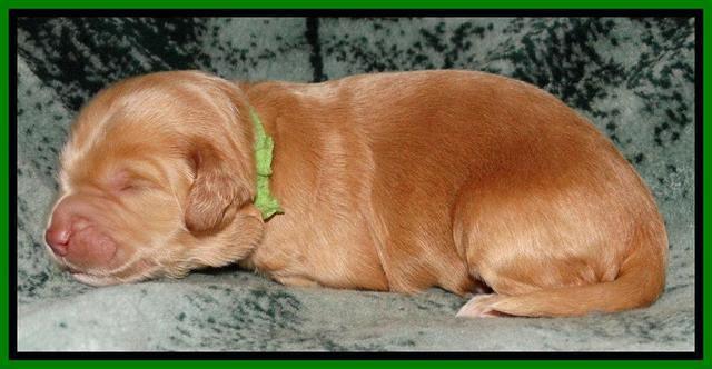 Rina REagan pups 1 wk old 301