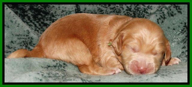 Rina REagan pups 1 wk old 311