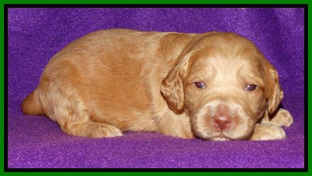 Rina REagan pups 2 wks old 371