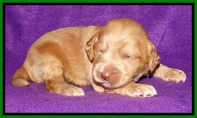 Rina REagan pups 2 wks old 381