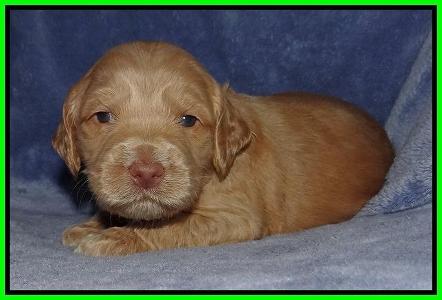 Rina Reagan pups 3 weeks old 096