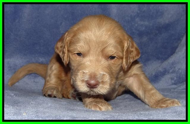 Rina Reagan pups 3 weeks old 100
