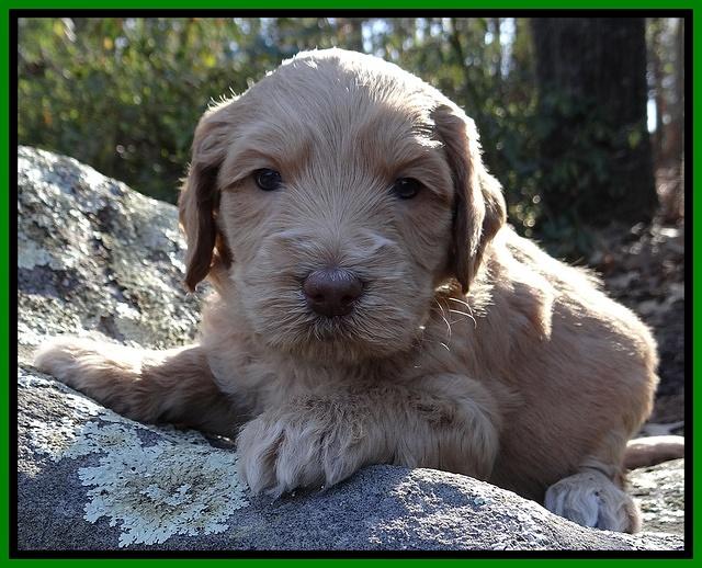 Rina Reagan pups 4 wks old 321