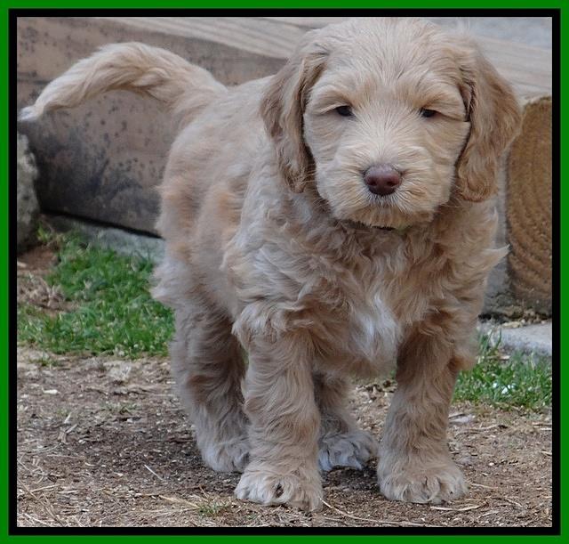 Rina Reagan pups 6 wks old 531