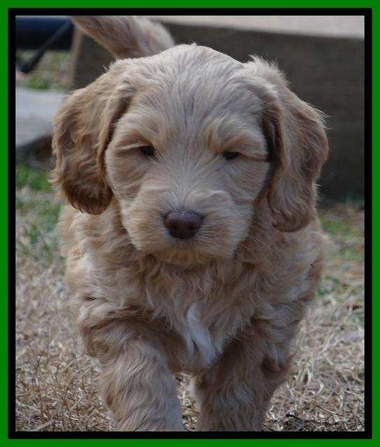 Rina Reagan pups 6 wks old 551