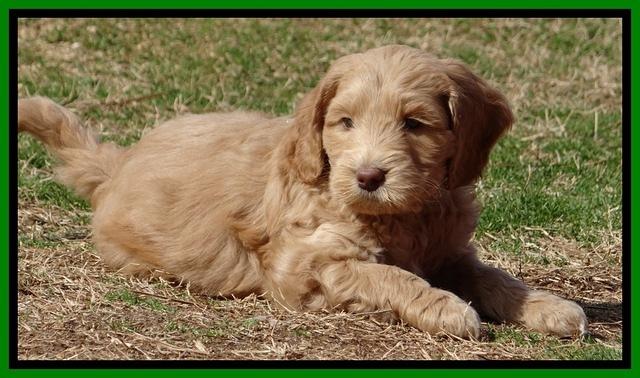 Rina Reagan pups 6 wks old 561